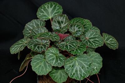 Saxifraga sarmentosa